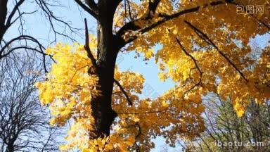 秋天的树，黄叶在蓝天下摇曳